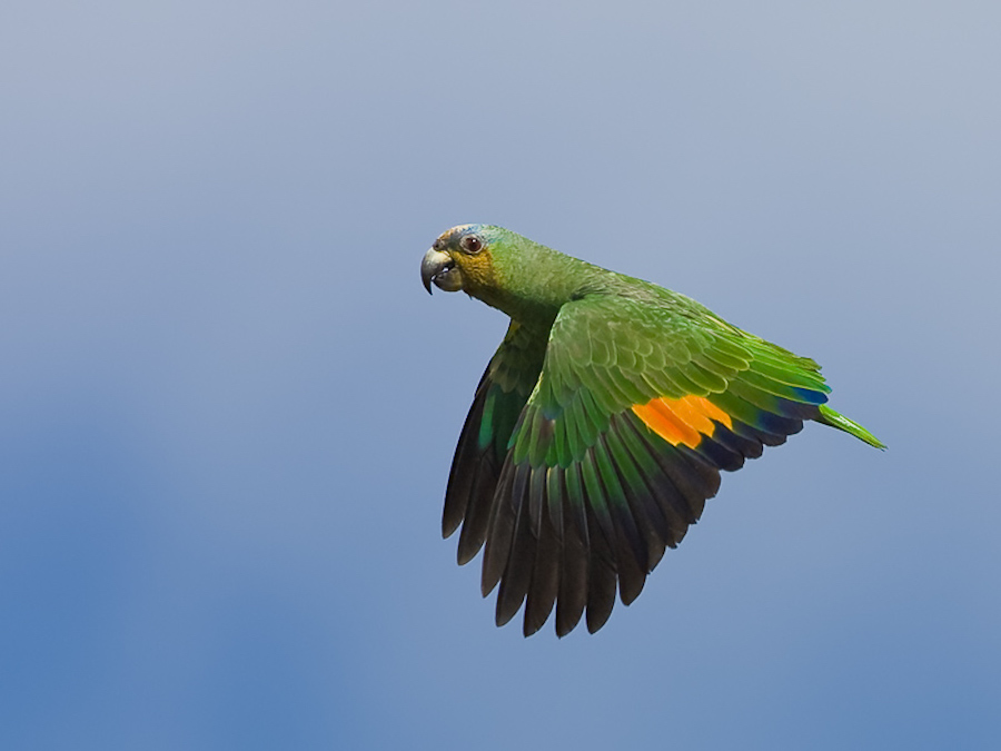 Orange winged Parrot