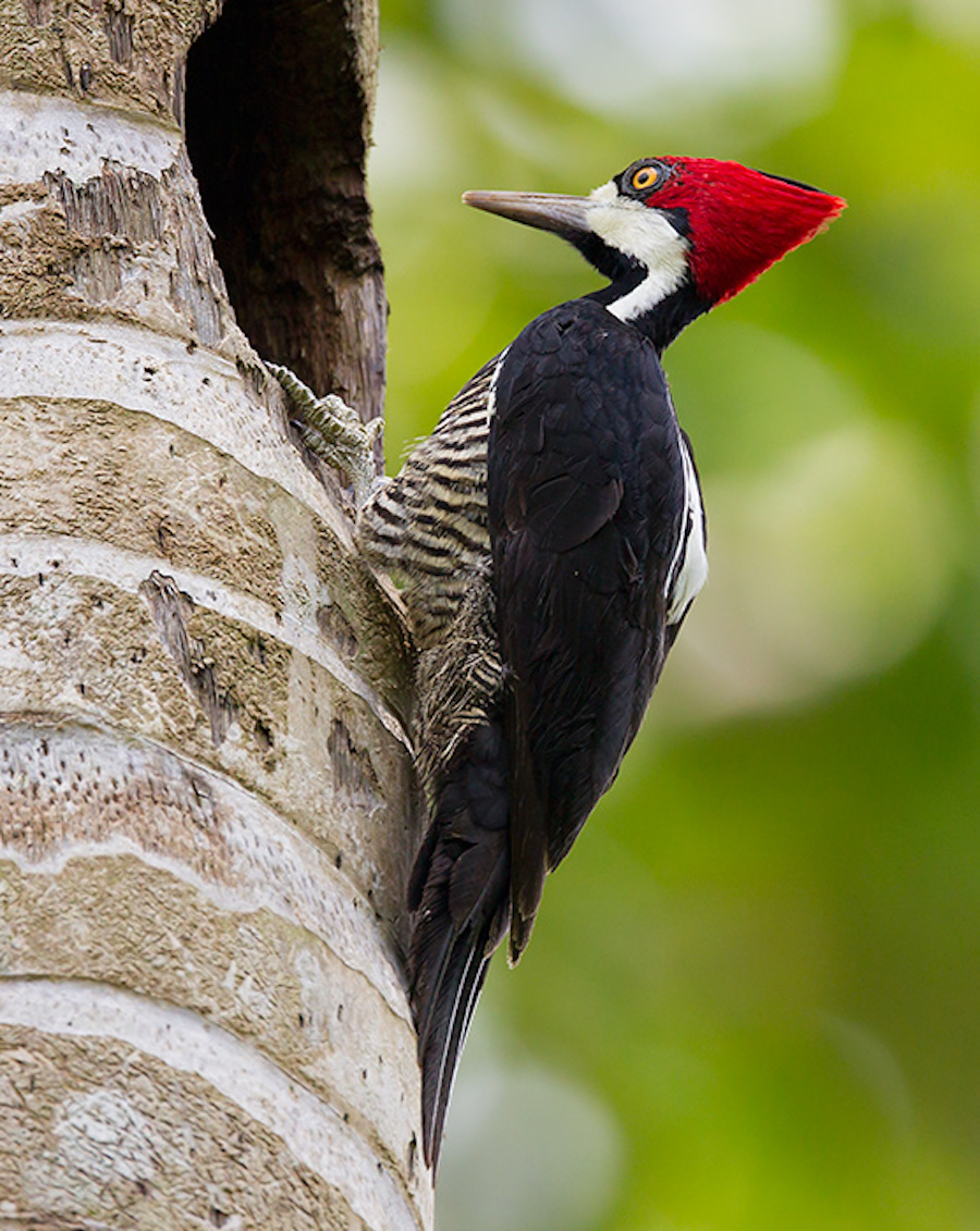 Crimson Crested Woodpecker